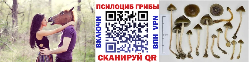 дарк нет телеграм  Щёлкино  Галлюциногенные грибы Psilocybine cubensis 